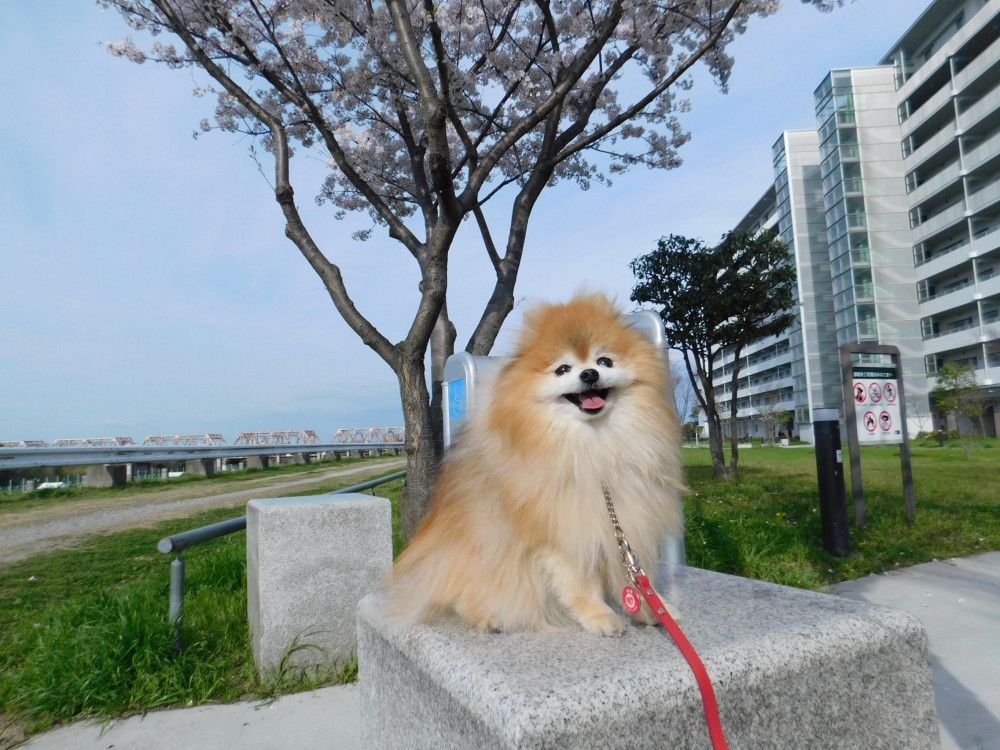 河川敷を散歩したよ🐾🐾