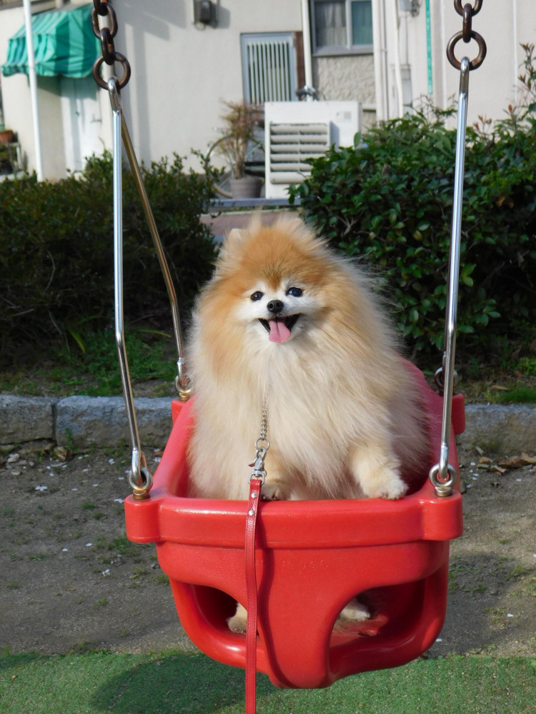 ブランコ大好き🎡🎡