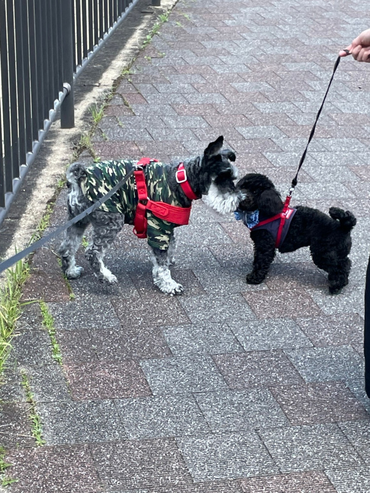 クロースくんと岡崎公園で散歩デビュー