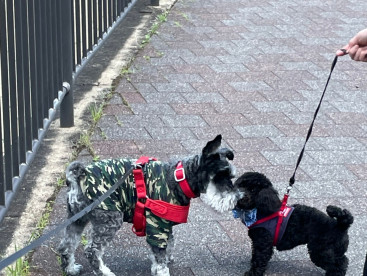 クロースくんと岡崎公園で散歩デビュー