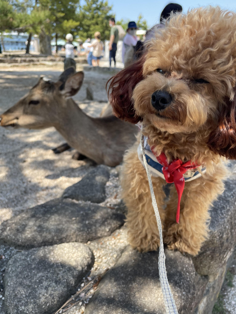 初めて鹿と対面した海苔🐶