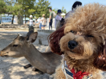 初めて鹿と対面した海苔🐶