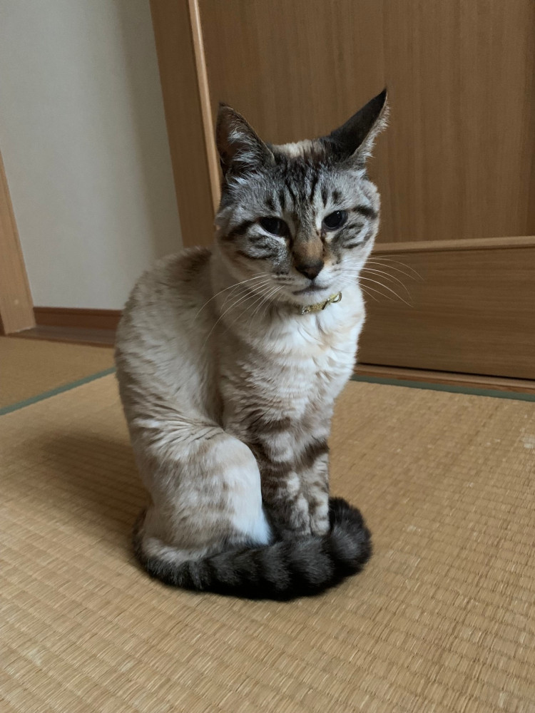 今日の華ちゃん，とてもおひとやか❣️