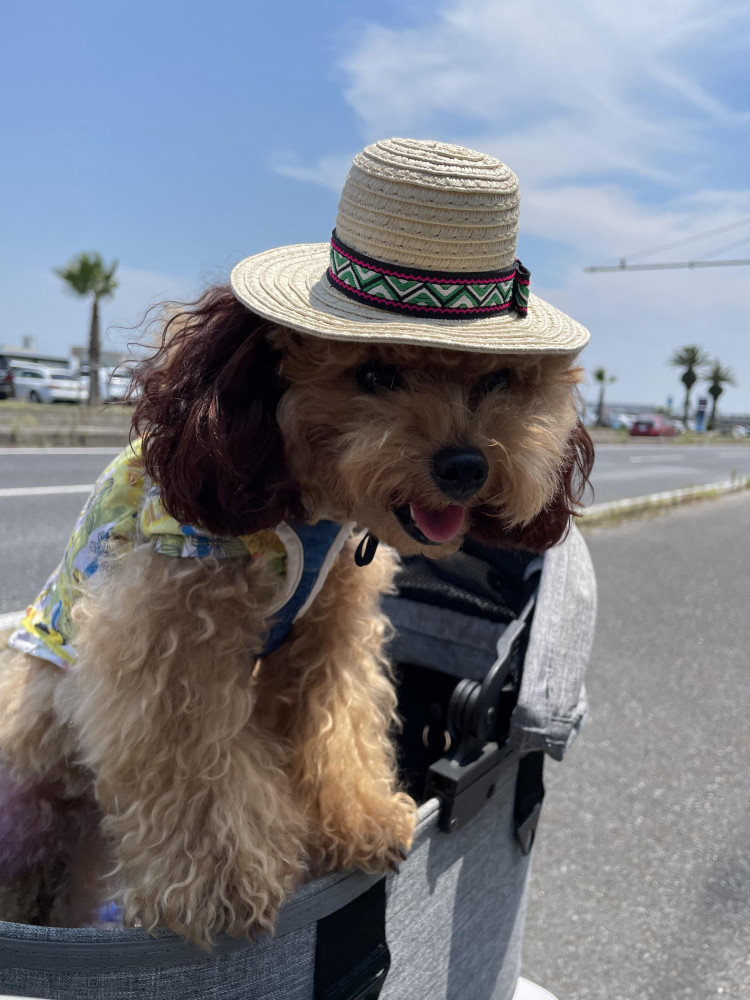 夏が来たぜ☀️