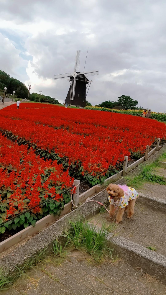 鶴見緑地公園の風車とサルビア❁