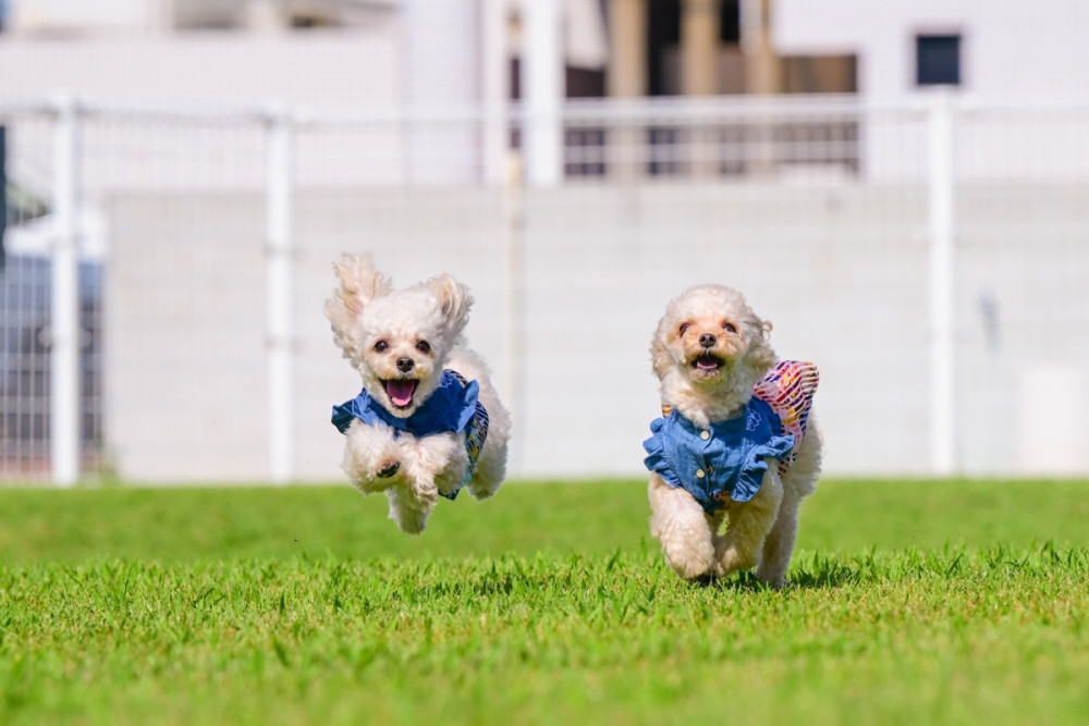 ラピス飛行犬！！