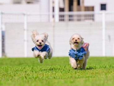 ラピス飛行犬！！