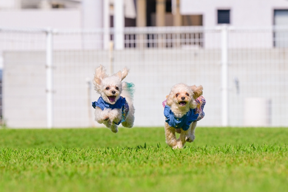 ラピス飛行犬