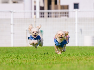 ラピス飛行犬