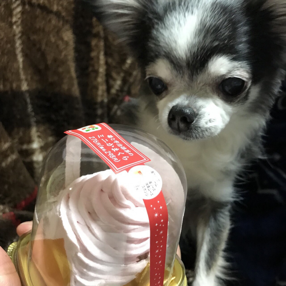 ケーキとにらめっこのレモン🐶
お姉ちゃん〜早く食べよ〜〜
お、ね、が、い🐶💕❤️💕