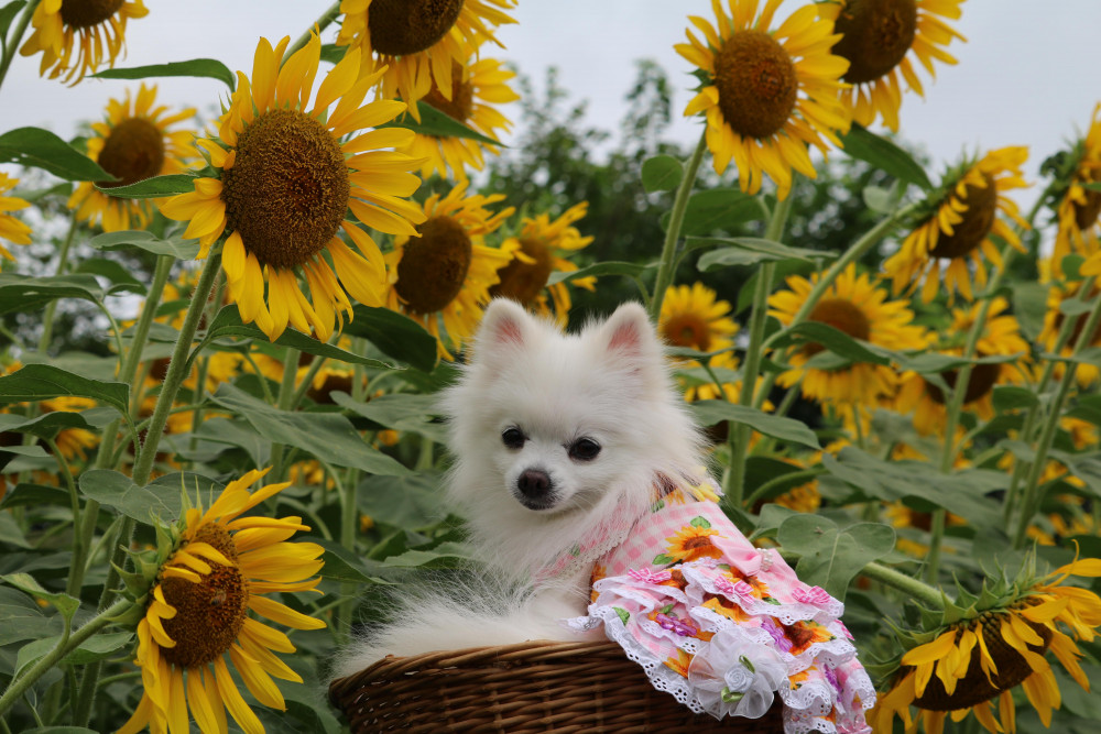 早起きをして 涼しい時間に 夏の花 ひまわりを見てきましたぁ(*^_^*)🌻