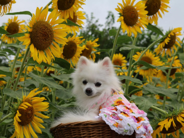 早起きをして 涼しい時間に 夏の花 ひまわりを見てきましたぁ(*^_^*)🌻