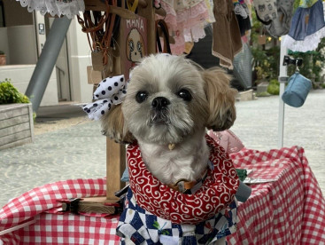 ねじり鉢巻に浴衣着て
お祭り🏮🏮👘✨行こか〜⁉️