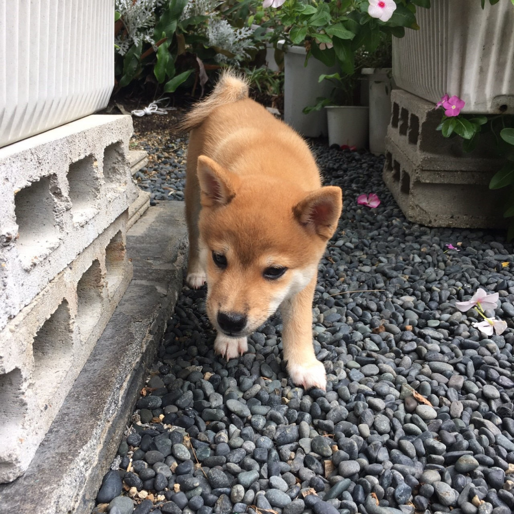 豆太郎です🐕いつもお庭でお散歩♪楽しいなあ〜