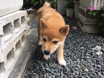 豆太郎です🐕いつもお庭でお散歩♪楽しいなあ〜