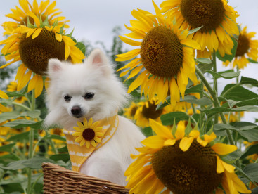 ひまわり色のバンダナに
ひまわりのアクセを着けてみたのなのなの🌻