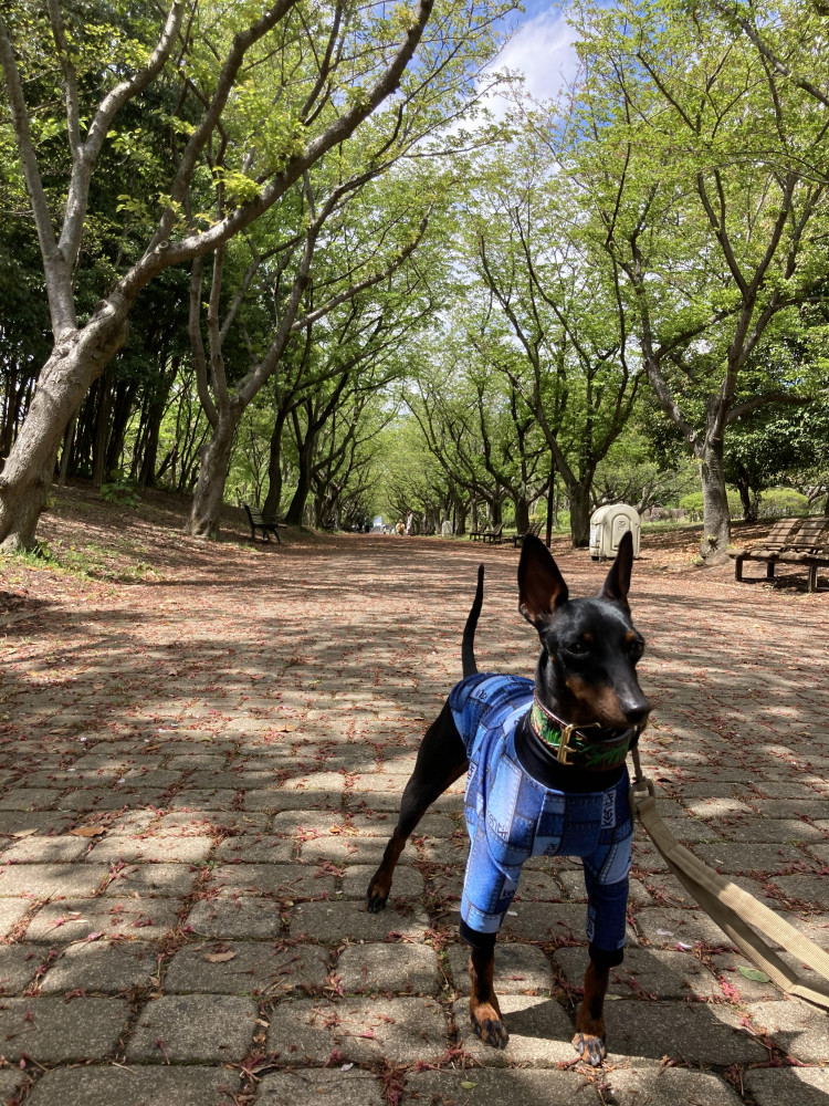 公園で新緑を感じた4月