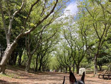 公園で新緑を感じた4月