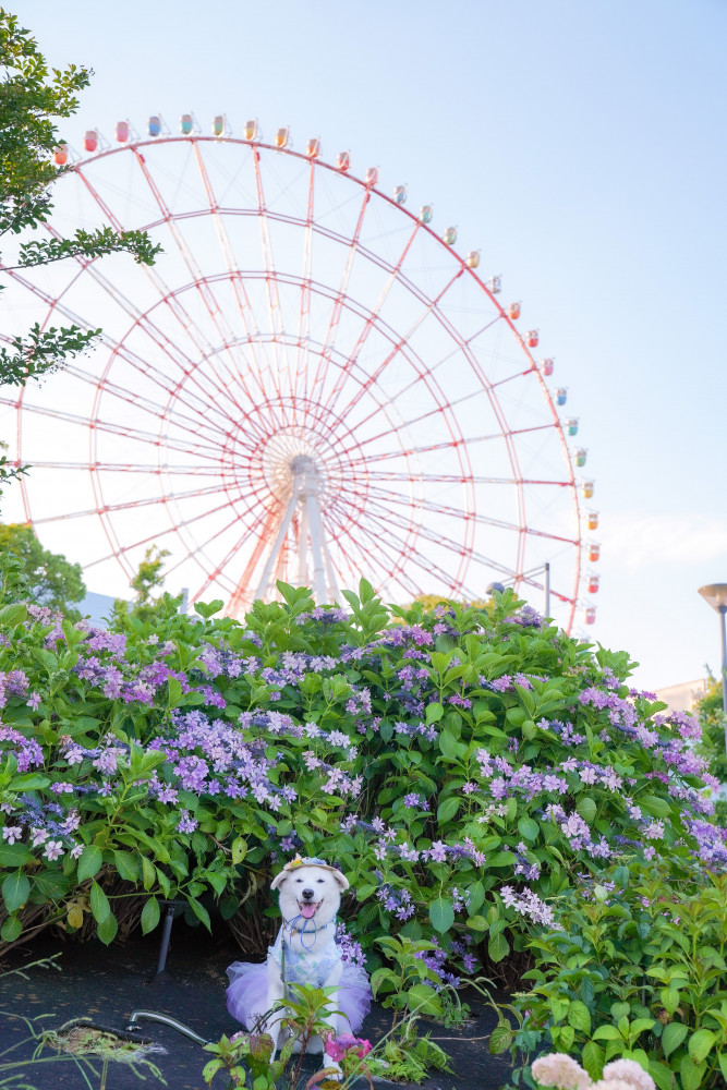 観覧車と紫陽花のコラボ
紫陽花撮影会に参加しました。