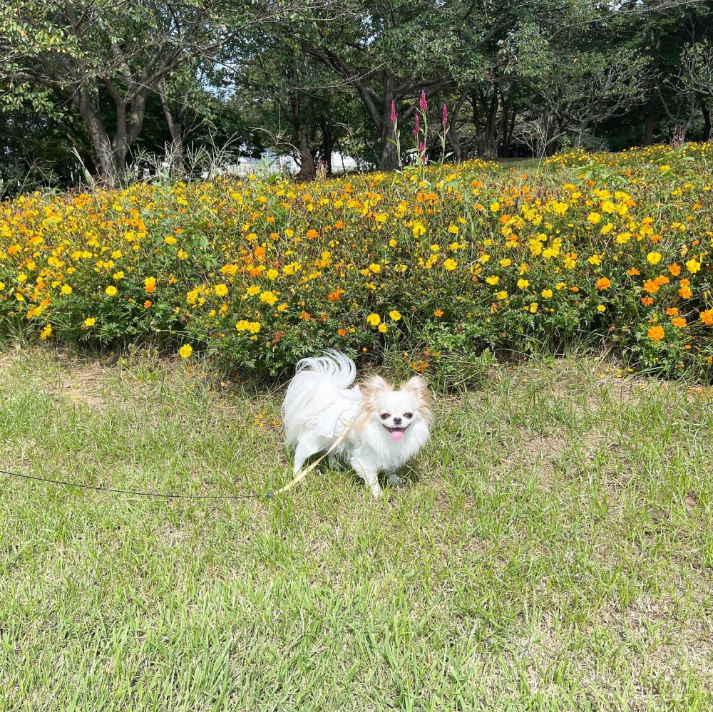 お出かけ日和🐾