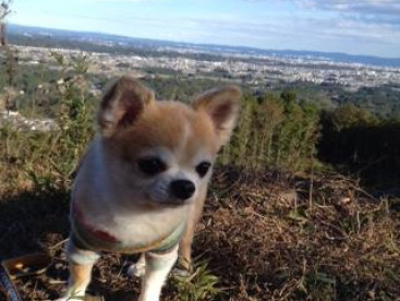 気持ちいい🐶❣️
ぼく，高い所苦手なんだよね🐶