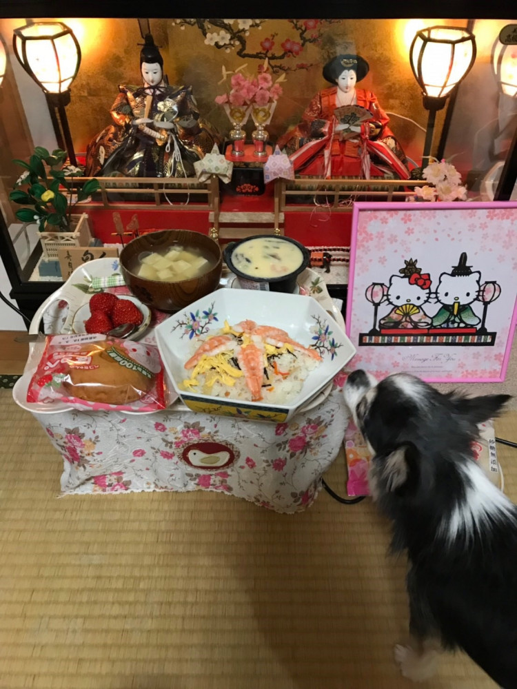 もうすぐひな祭り🎎。レモン🐶も一緒にお祝いだよ💕❤️💕。
わーい🙌嬉しい🐶綺麗〜❤️