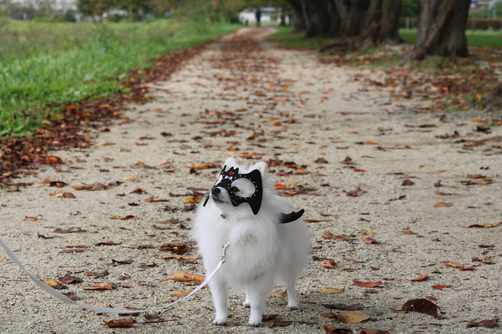 仮装して 落ち葉の小径を お散歩ちぅ🎃🍁