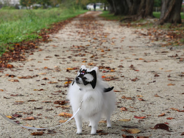 仮装して 落ち葉の小径を お散歩ちぅ🎃🍁