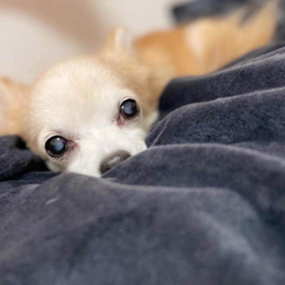 チワワのしぇる♀です♪
ニックネームはチコ♪
現在１５歳のシニア犬 ʕ•ᴥ•ʔ よろしくね