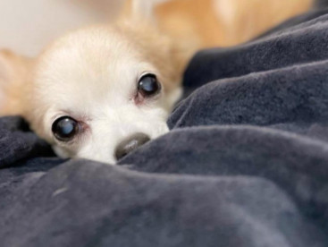 チワワのしぇる♀です♪
ニックネームはチコ♪
現在１５歳のシニア犬 ʕ•ᴥ•ʔ よろしくね