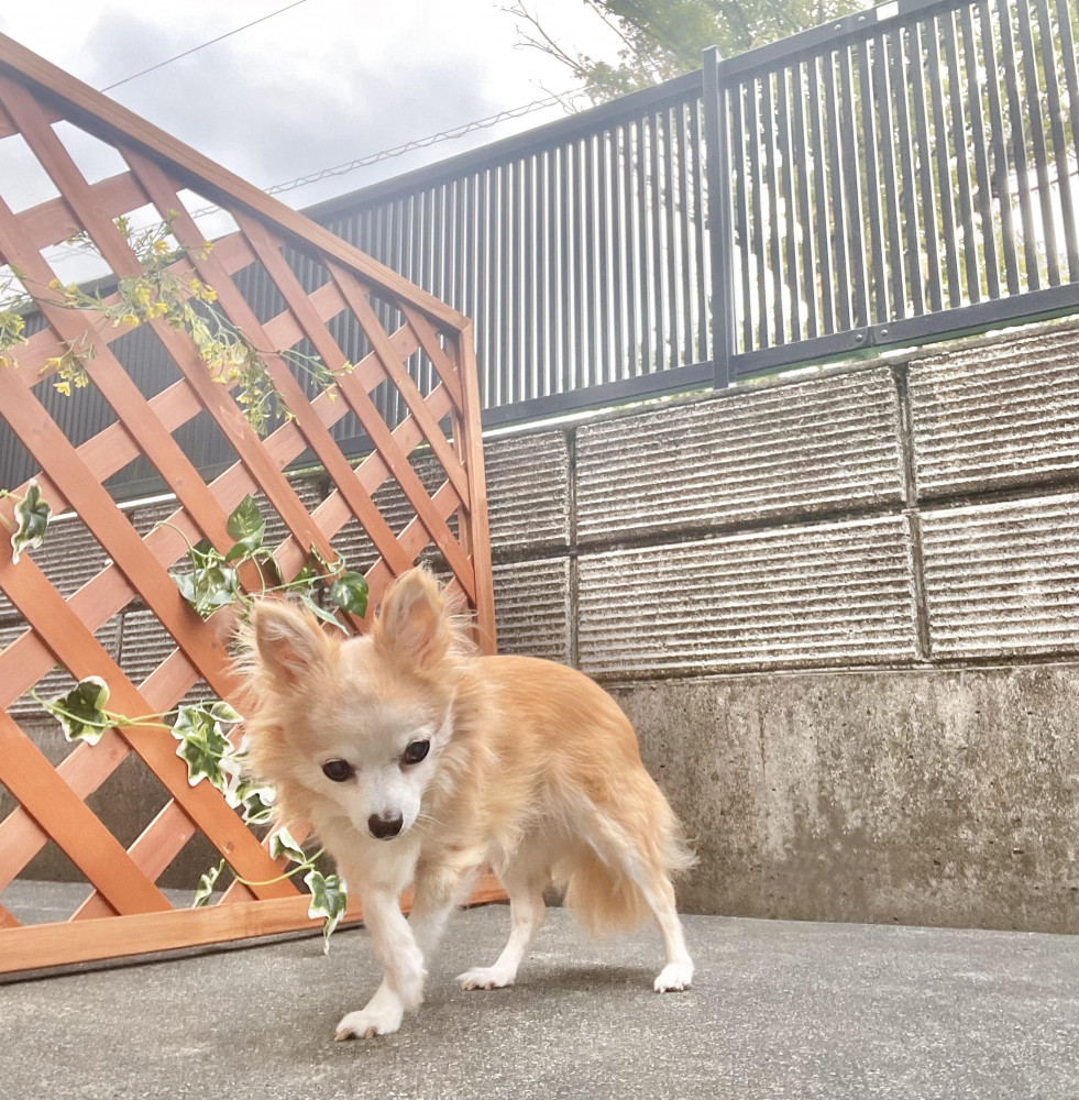 夕方のお空にご挨拶ʕ•ᴥ•ʔ 🐾