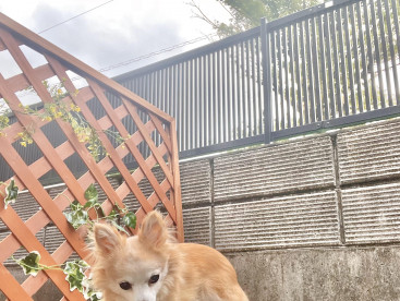 夕方のお空にご挨拶ʕ•ᴥ•ʔ 🐾