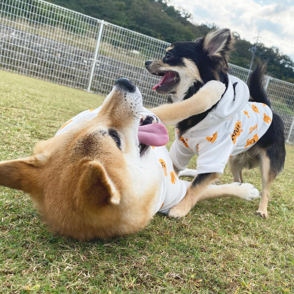 ハロウィンの季節だからかぼちゃのお洋服〜🎃