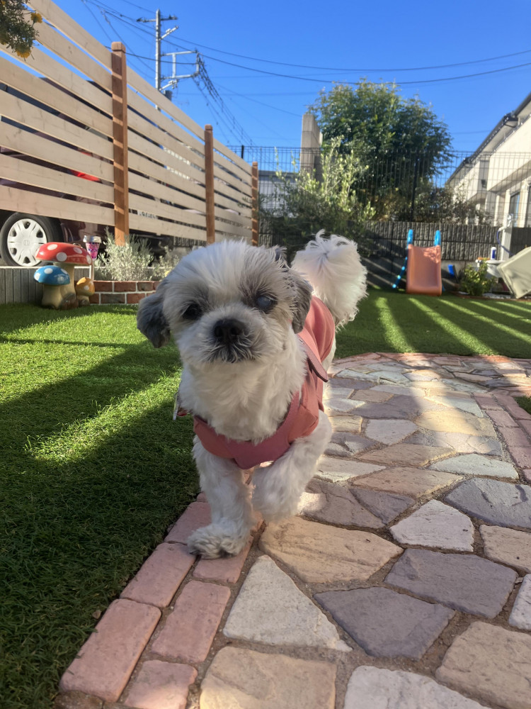 今日はいいお天気だよ。
お散歩〜お散歩🐾🐾