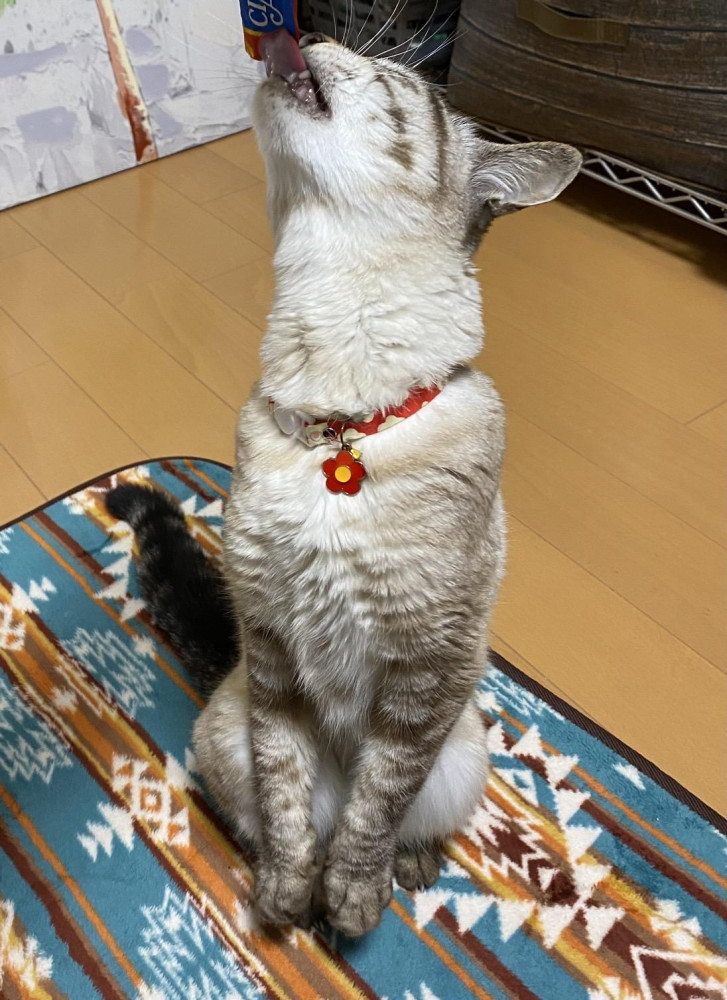 首なが〜❣️華，食べるのに夢中だから、良いのだにゃ〜😺