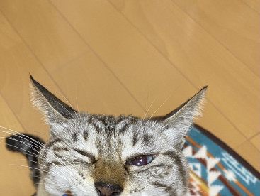 今日、みきママより，いっぱいおやつが届いたよ｡華の好きなチュールが入ってた｡嬉しいにゃ〜😺😺💕💕💕
