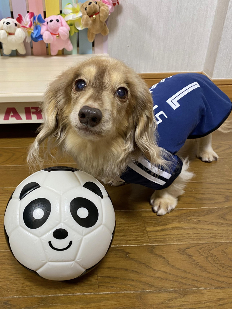 応援サポーター⚽️クロアチア戦も頑張ろ✊