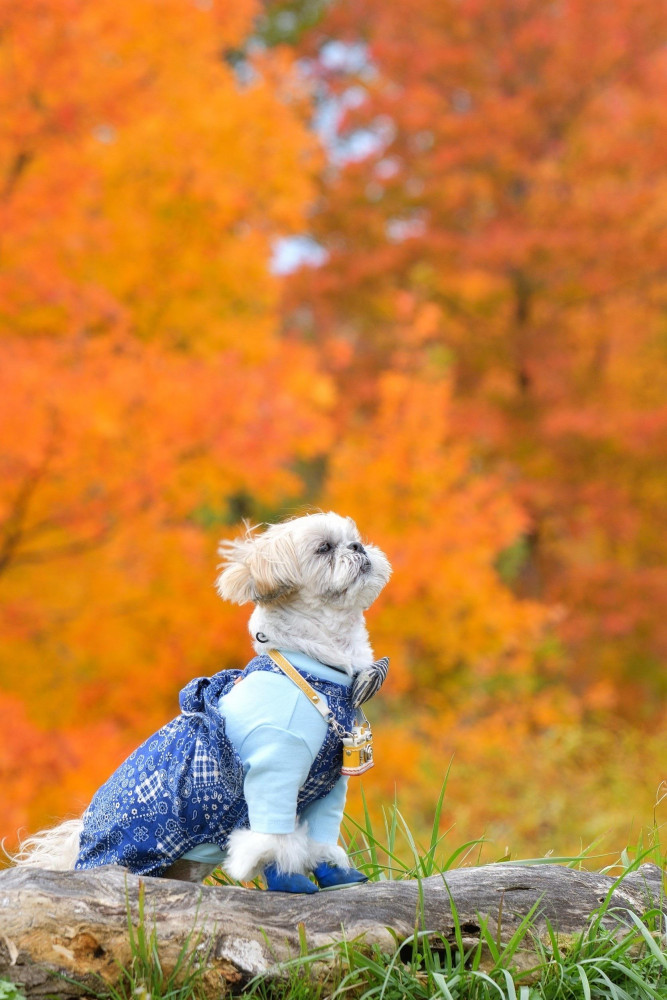 @snapshotofphotography
とぱさんの遠足🚌☀️撮影会
紅葉🍁綺麗やな