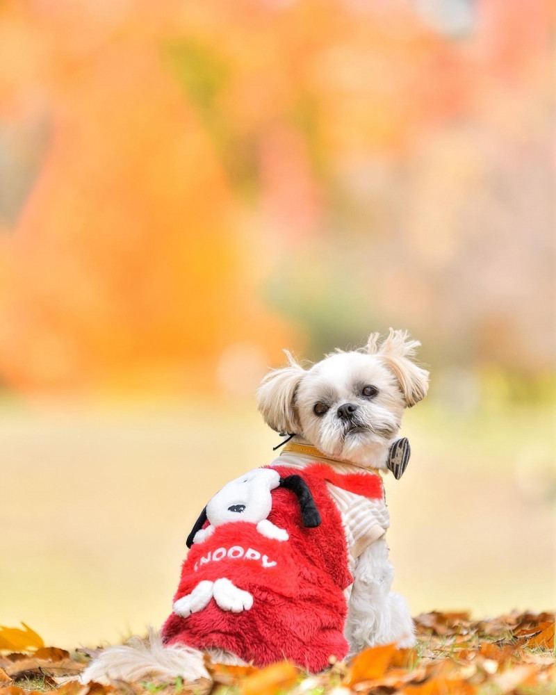 振り向き美男🐶
photo by とぱさん📸 @snapshotphotography