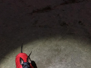 寒くてもたくさん散歩へ行った12月⛄️