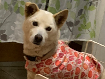 何，食べてのかなぁ〜⁉️
僕も欲しいだけど🐶❤️💕💕