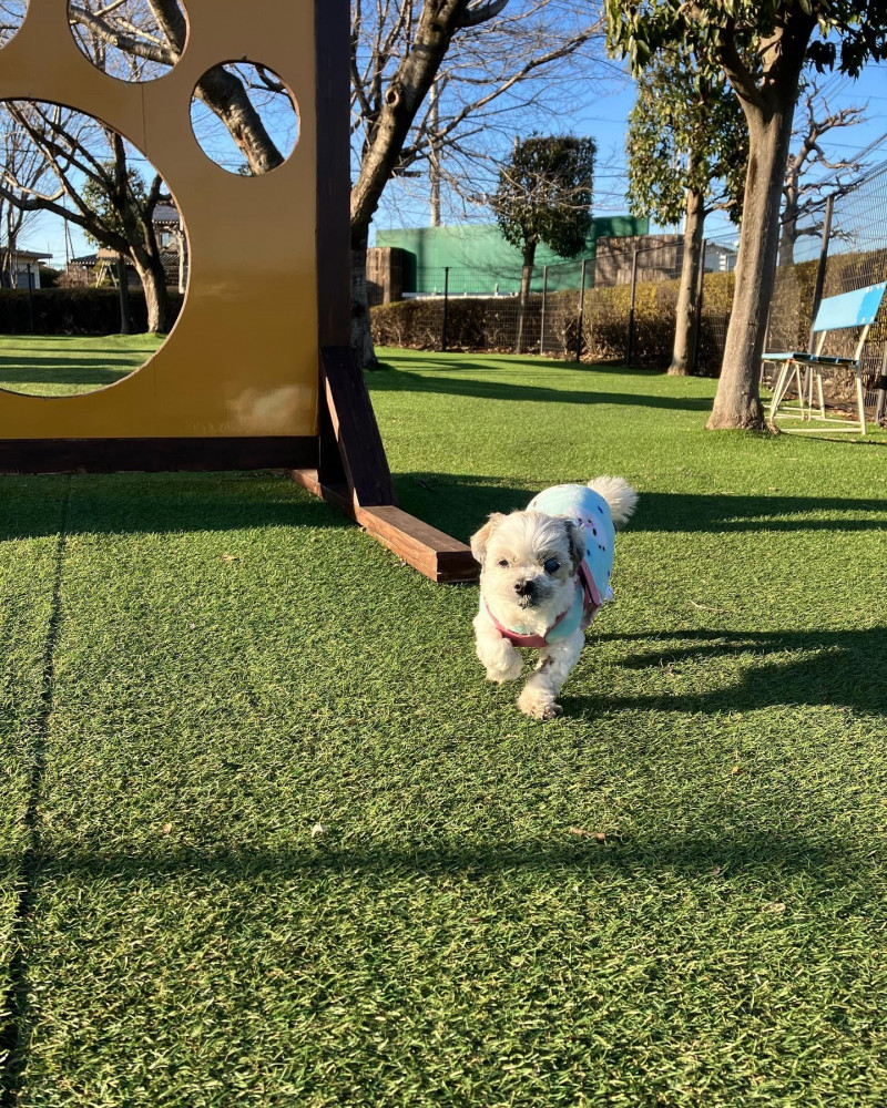 今日はドックラン。たくさん歩けないけど楽しいね〜♡