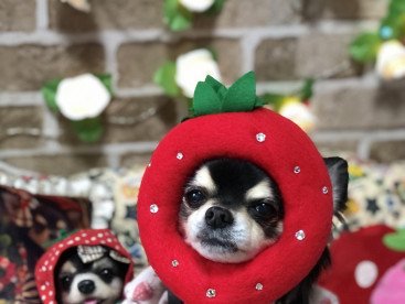 いちごﾊﾞﾝﾋﾞ🍓
食べますか？(*´艸`*)❤️