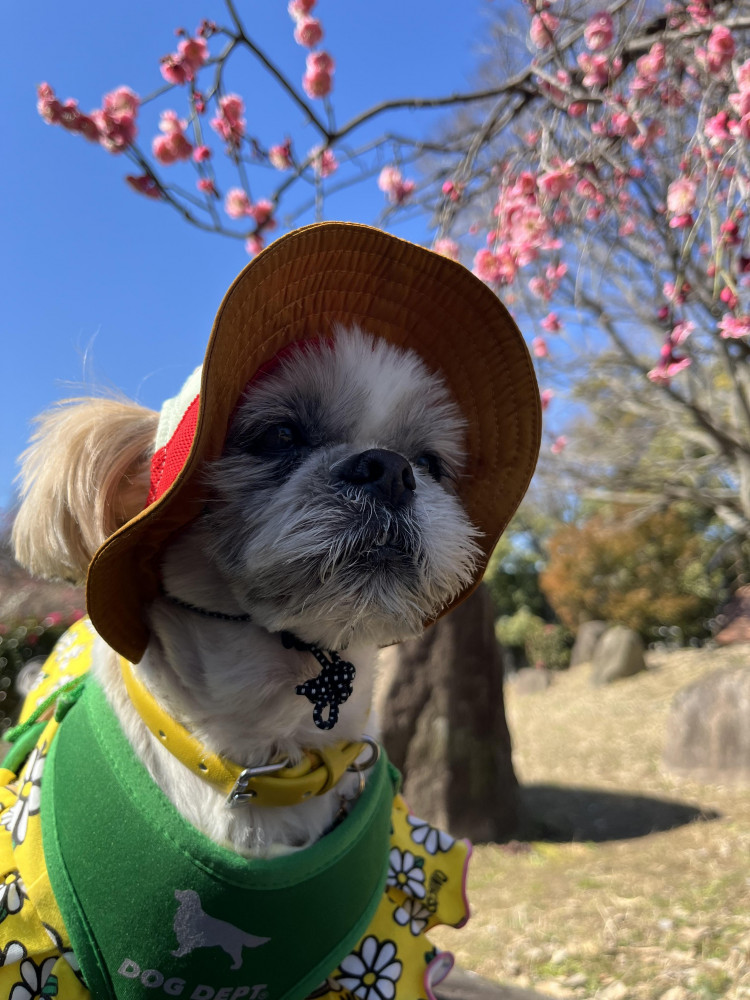 梅林 まだ咲いてへんかった😓