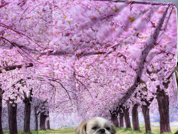 ほんまもんの🌸桜咲くの楽しみやなぁ