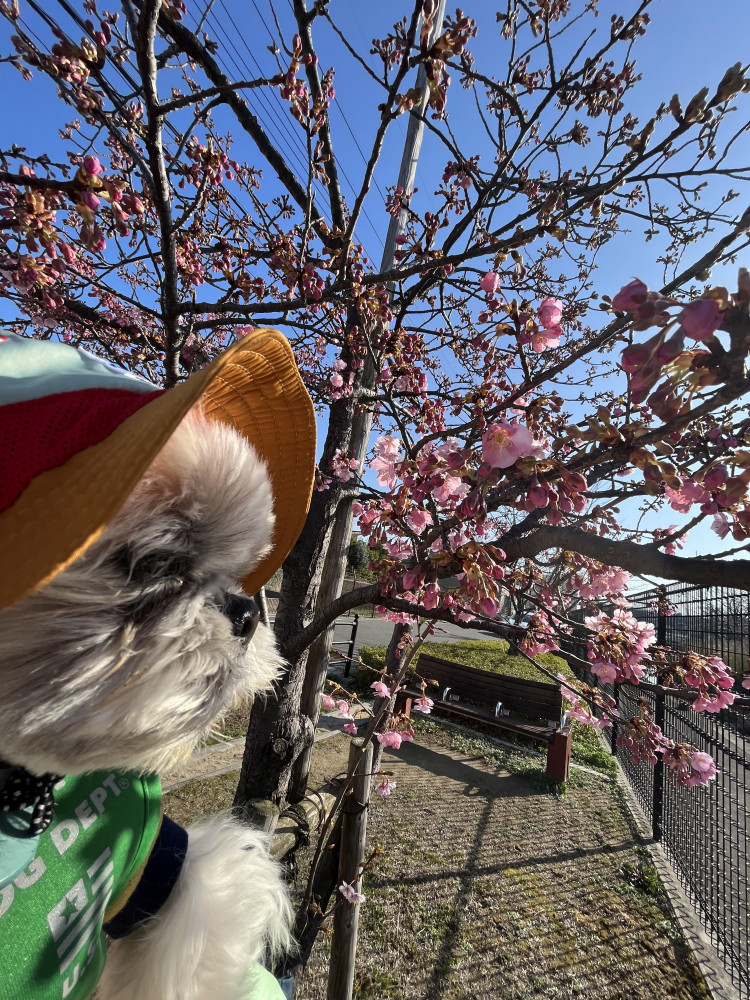 河津桜🌸もそろそろ咲いてきた