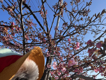 河津桜🌸もそろそろ咲いてきた