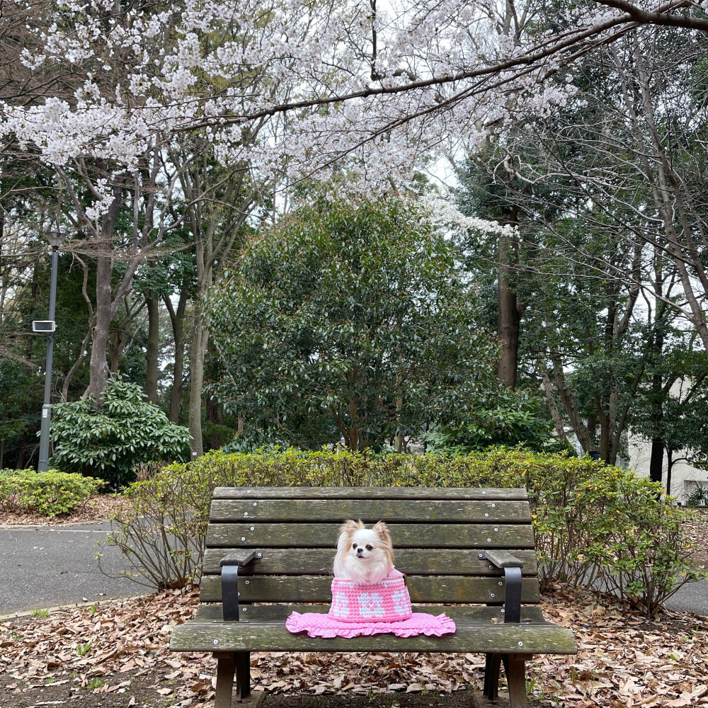 さくら🌸