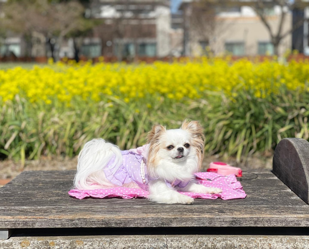 菜の花畑🐾