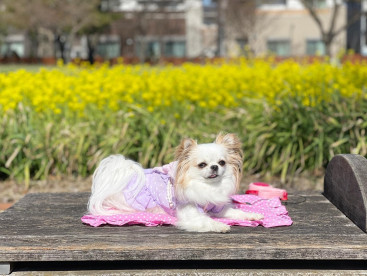 菜の花畑🐾